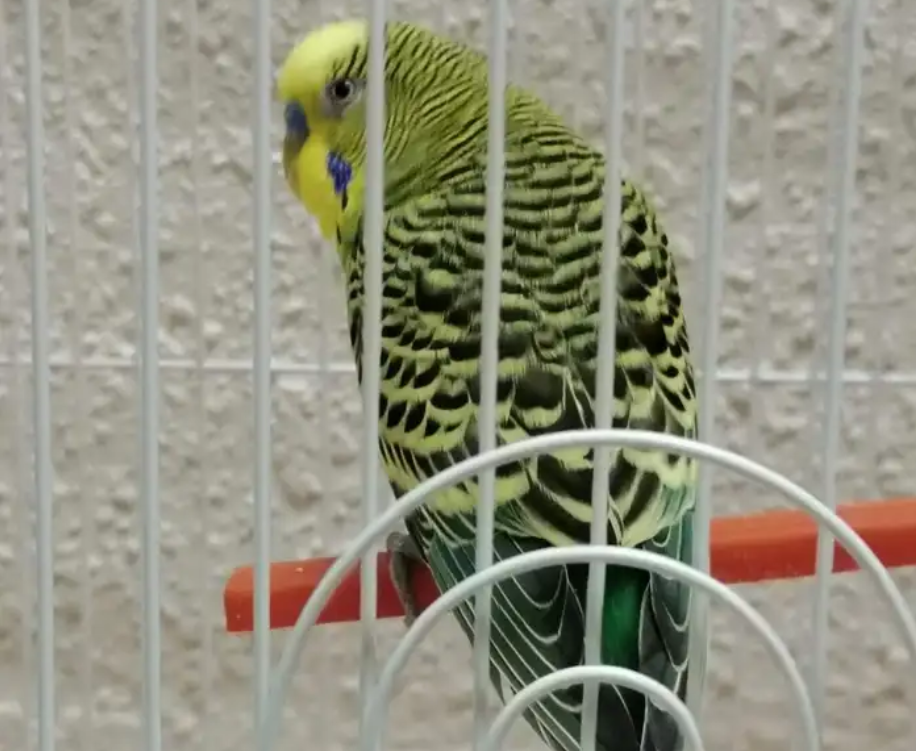 زوج طيور بادجي للبيع