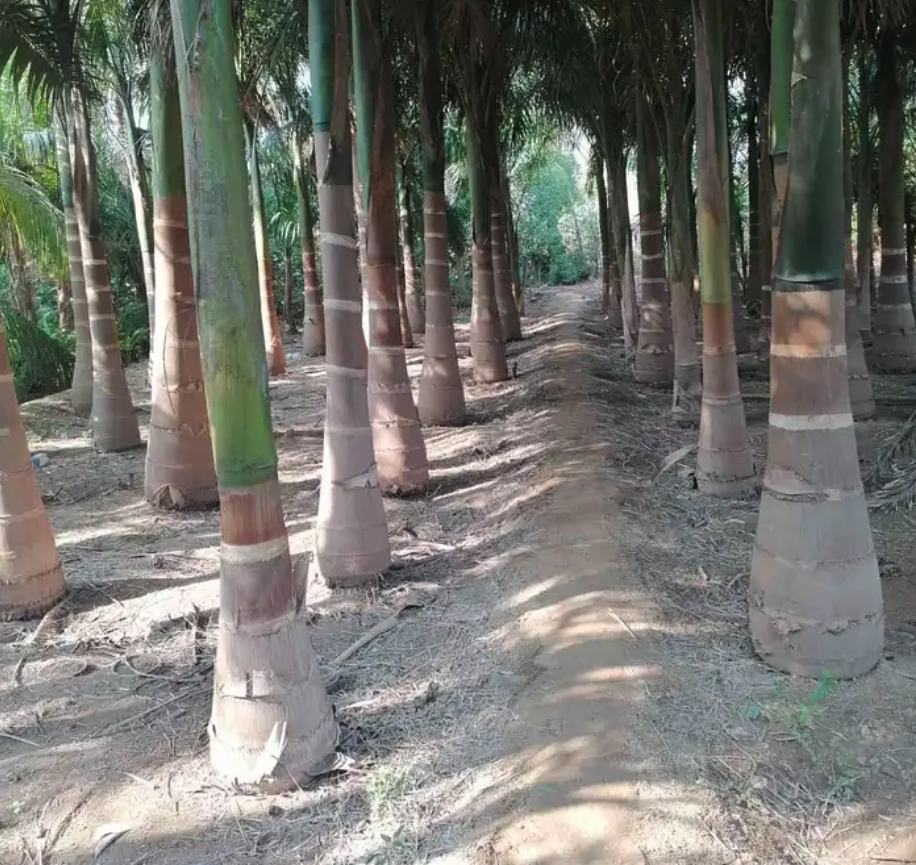 متوفرجميع انواع أنخيل للبيع