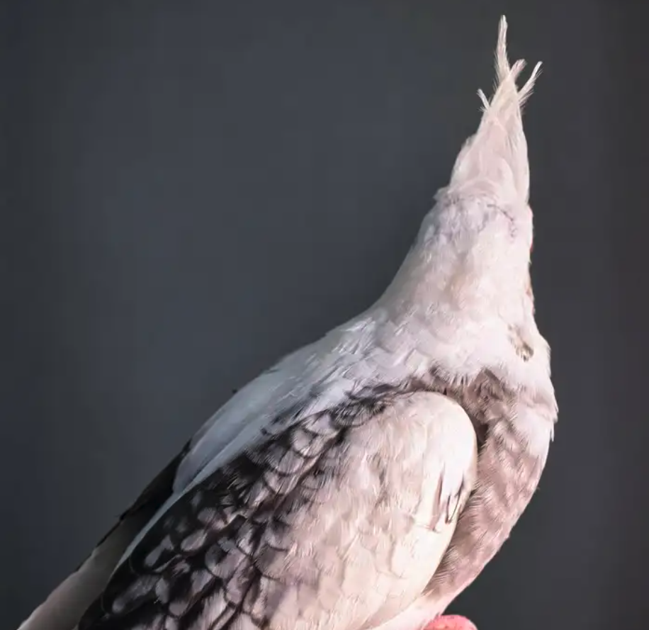 فروخ كوكتيل هولندي وايت فيس بيرل بايد