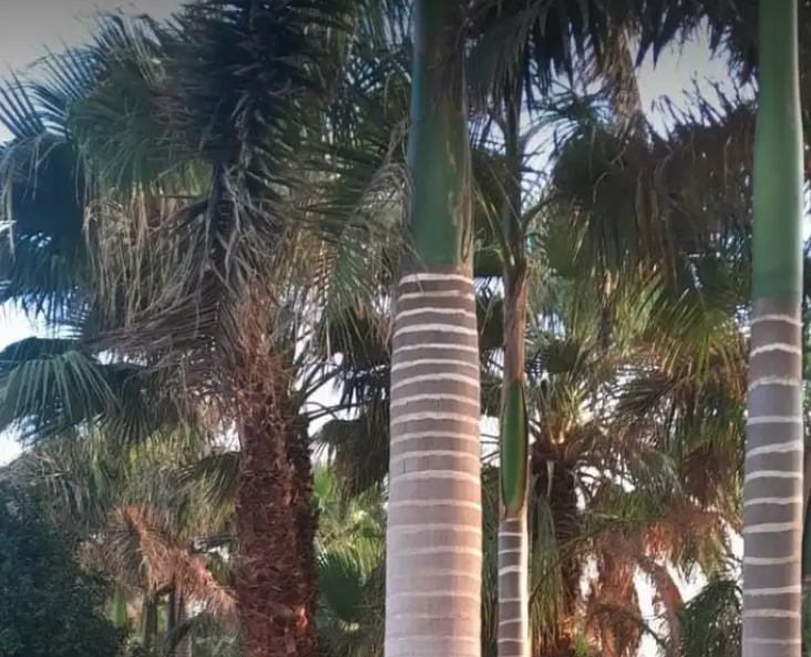 يوجد لدينا نخل ملوكي في جده بجميع المقاسات