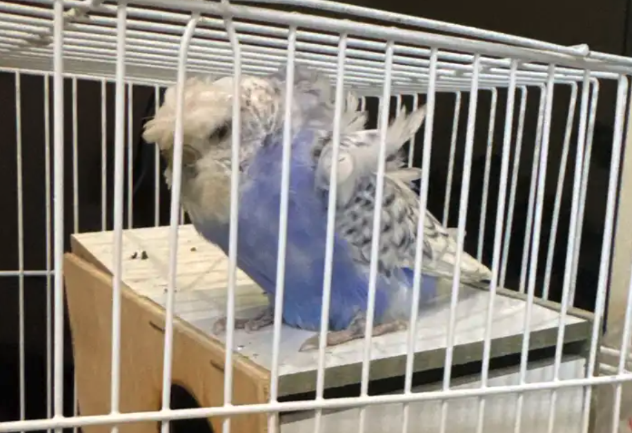 جوز طيور الحب هوقو