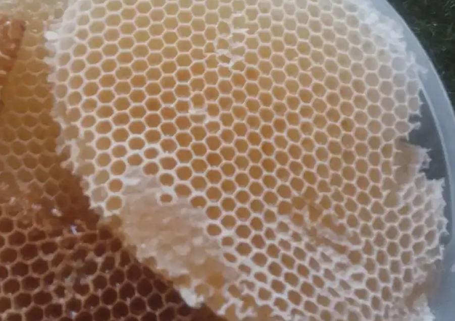 عسل سلام سدر سمر ضهيان