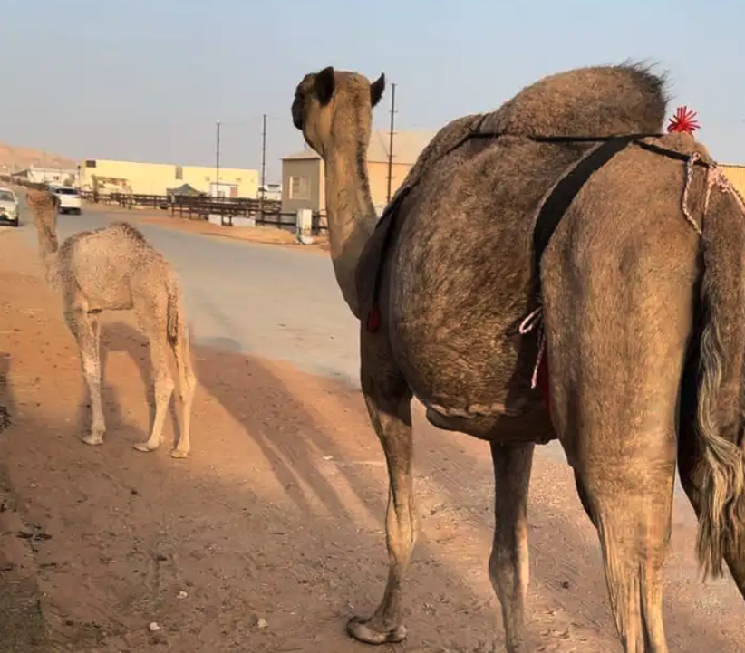 خفوت خلفه صفرا البيع بدون بنتها