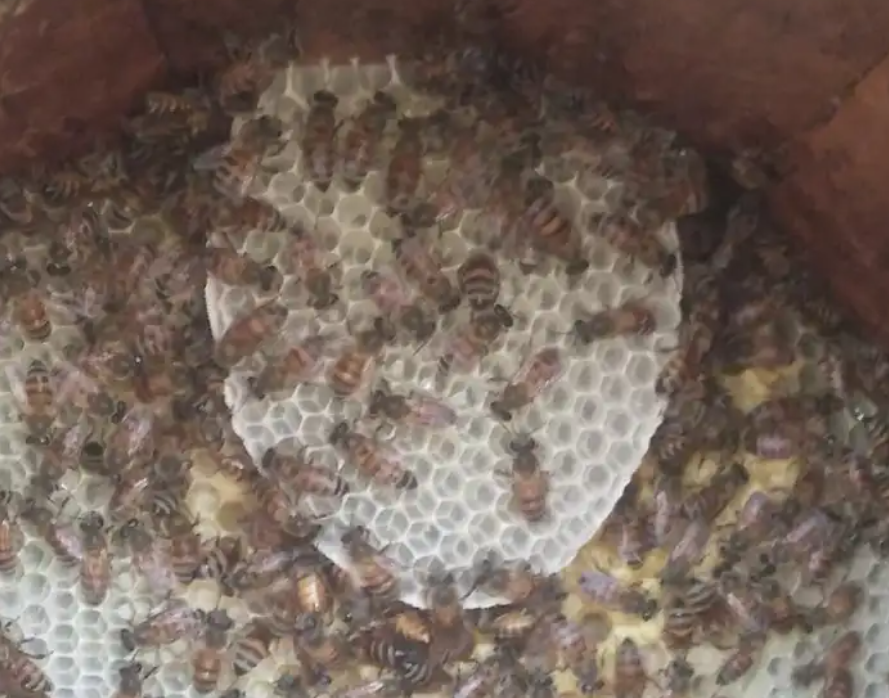 نحل بلدي عسال للبيع للتواصل