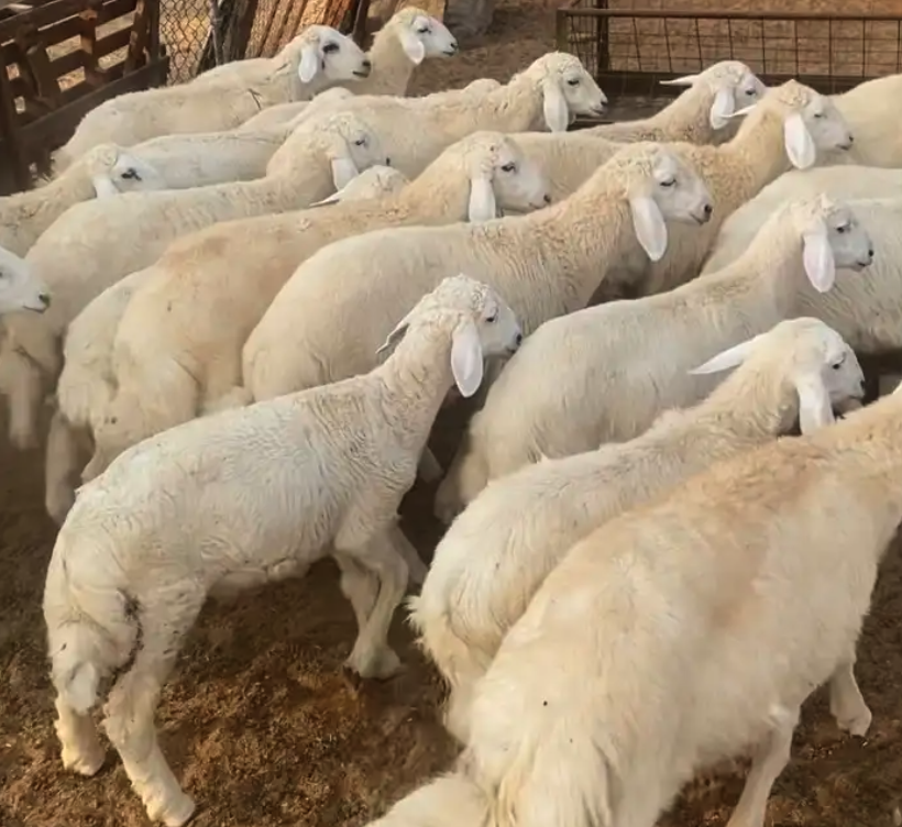 للبيع طليان يوجد ذبح و توصيل و تابي 4 دفعات