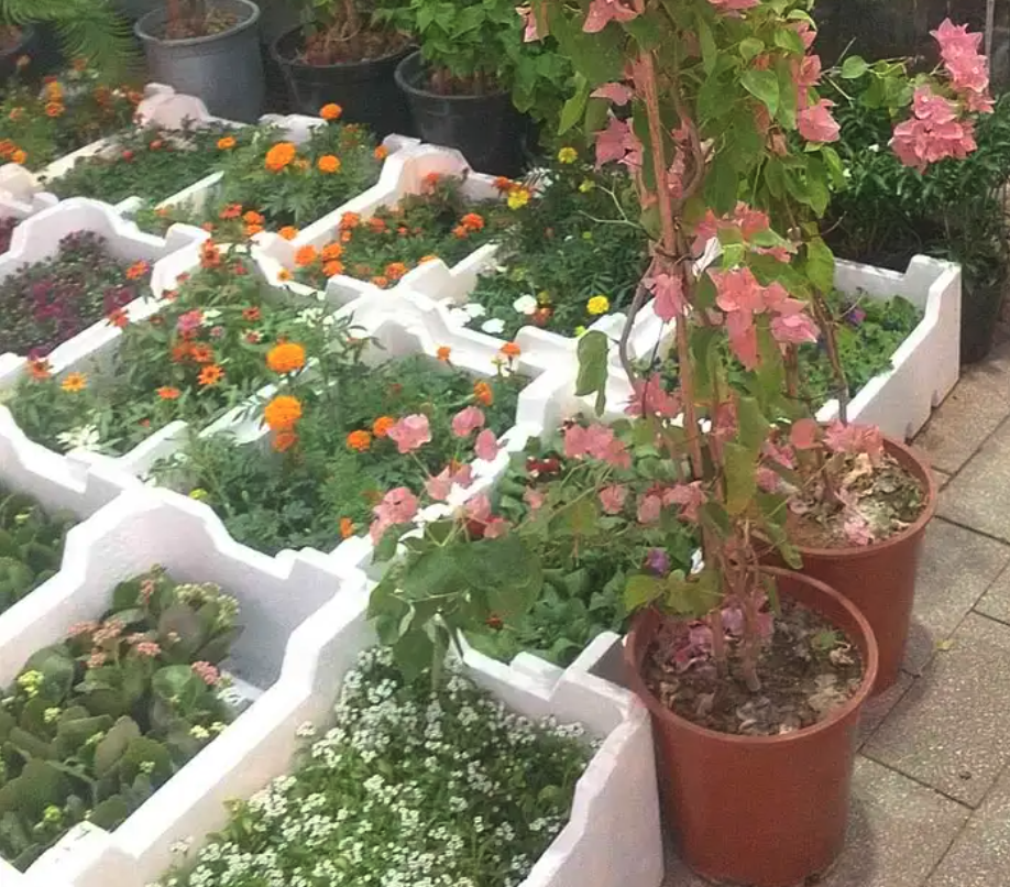 مشتل توريد النبتات و الاشجار