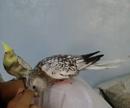 كروانات متكلمه اليفه وهدد ومنتجه