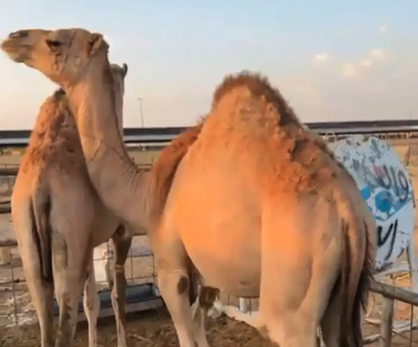 قعدان مغلقه الموقع نجران