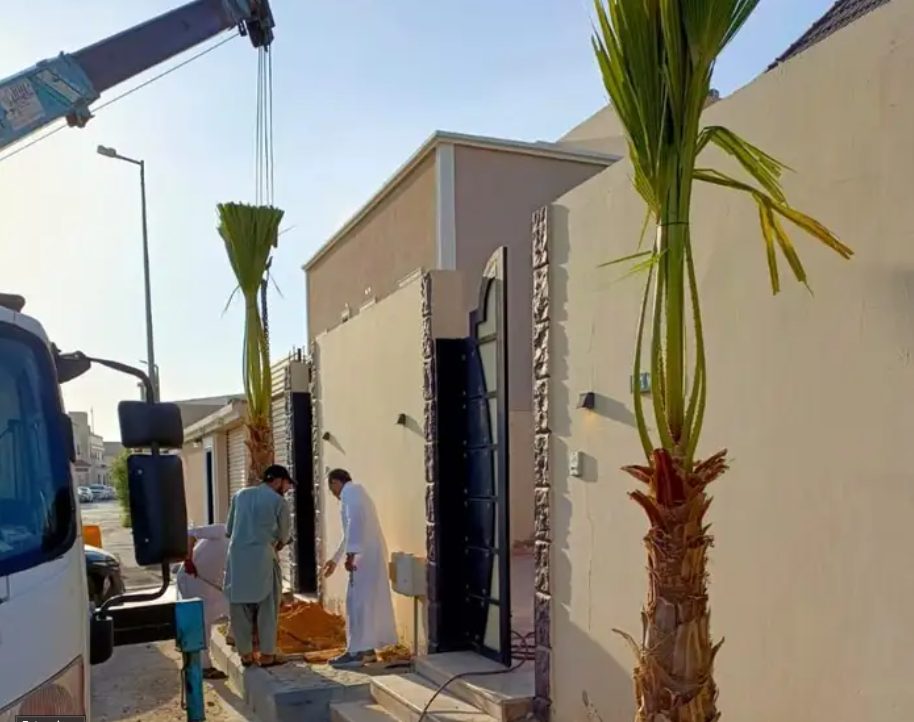 نخل واشنطني زينه امريكي