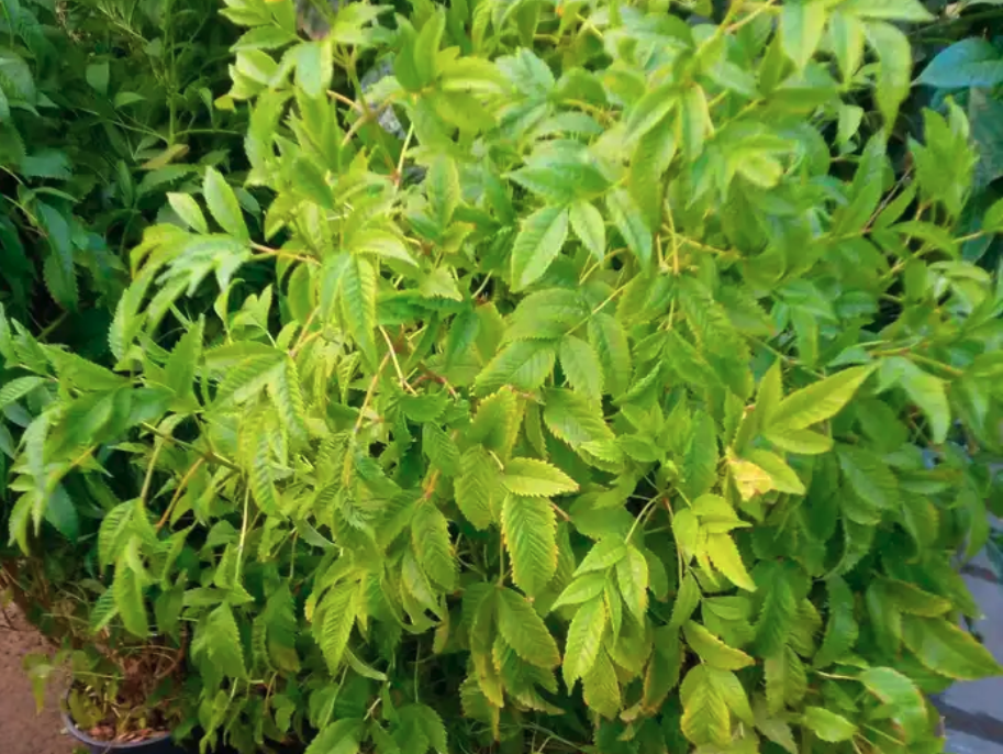 مشتل ابوساجد لتنسيق الحدائق وبيع الاشجار والزهور والنباتات