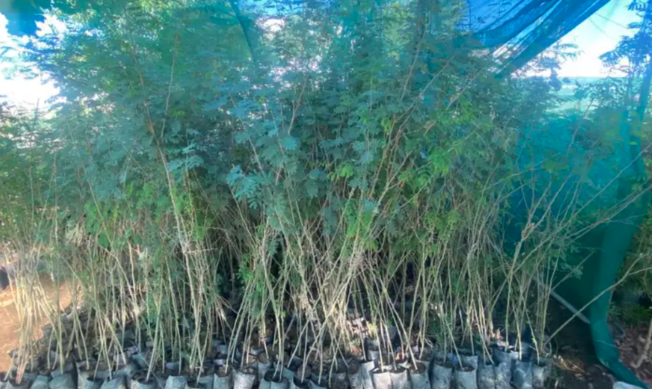 اشجار شوكيات( طلح -سدر -قرض -سمر )