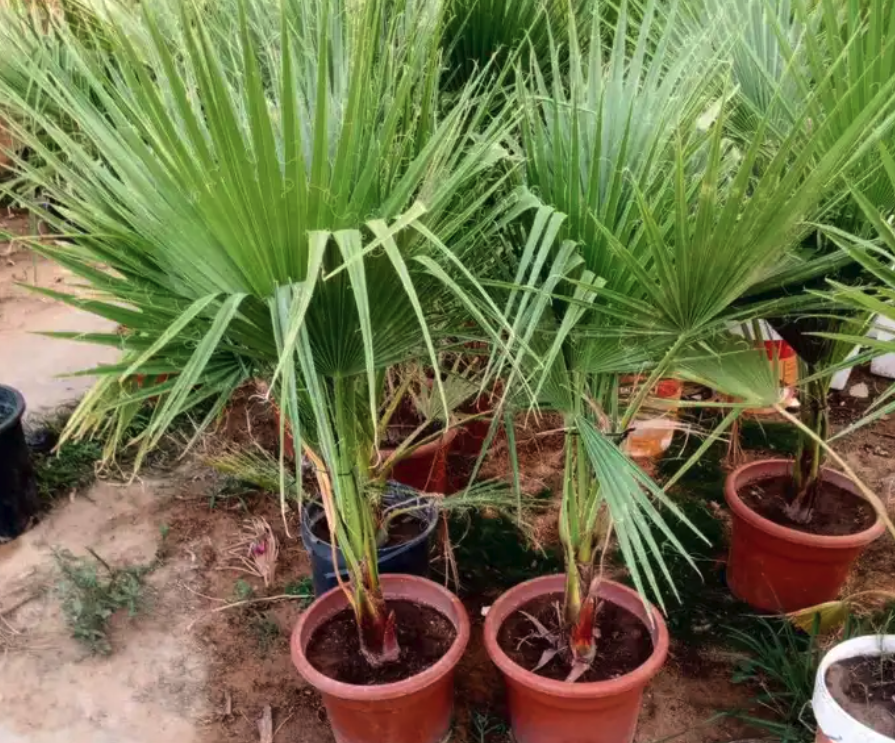 مشتل مشاتل الرياض