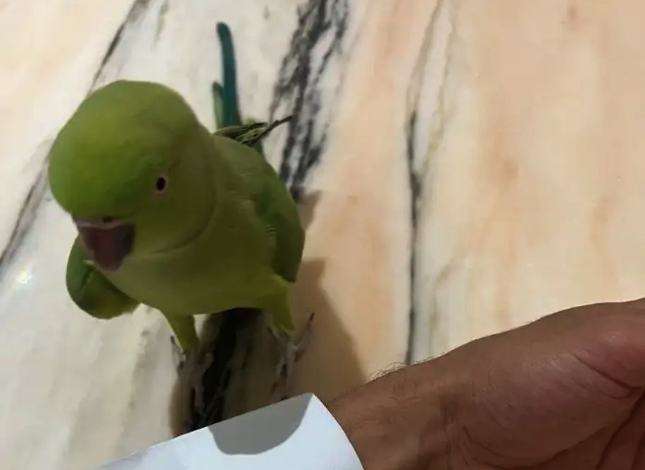 ببغاء دره متكلم ويطلع على اليد