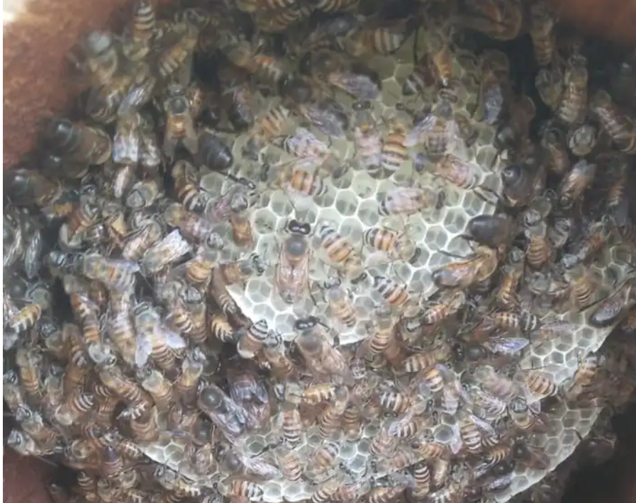 نحل بلدي عسال للبيع للتواصل