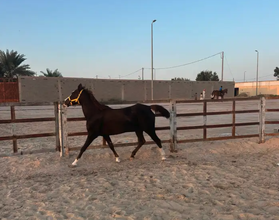 فرس شعبيه تحتها مهره