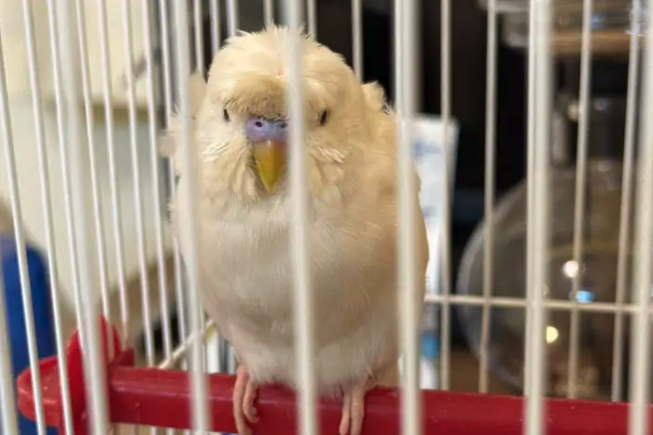 جوز طيور الحب هوقو