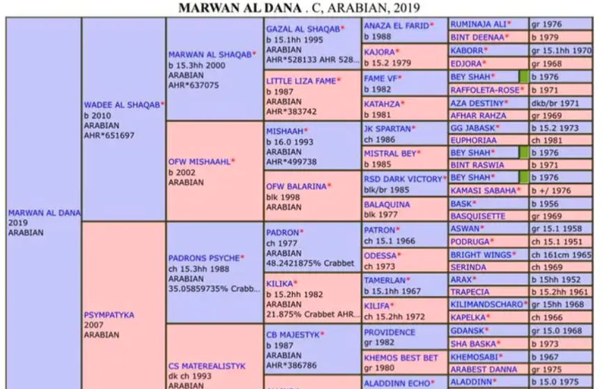 فحل مرواني منتج