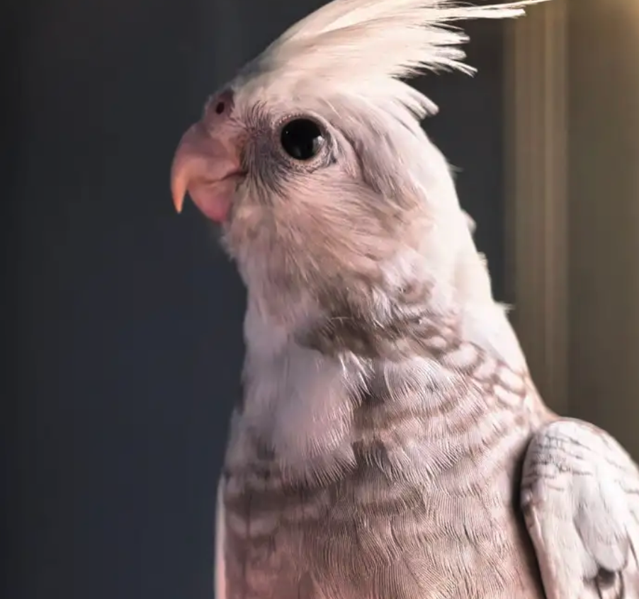 فروخ كوكتيل هولندي وايت فيس بيرل بايد