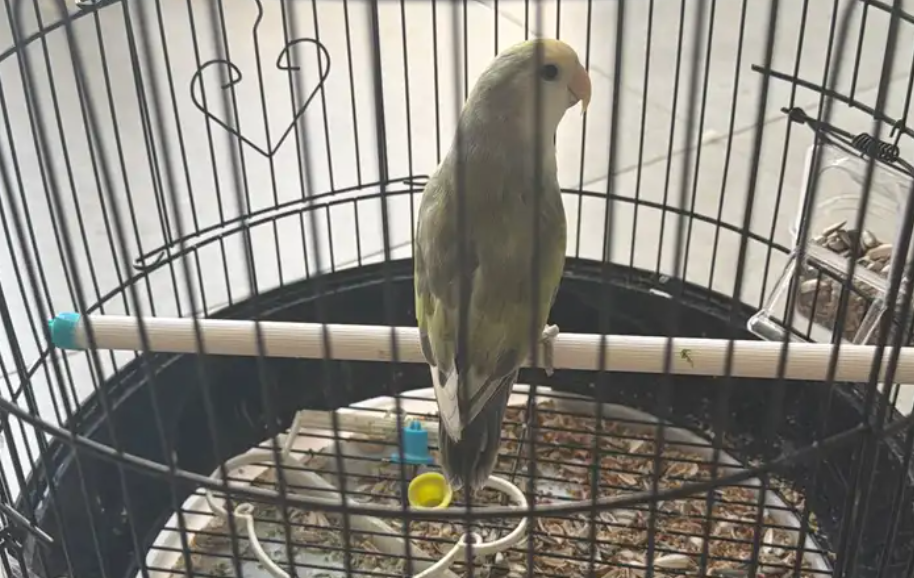 روز لونه مميز