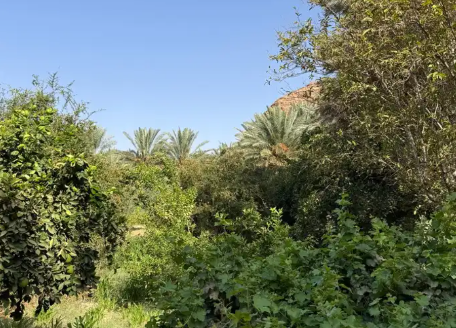 استراحة وشاليه العلا بمسبح جبلي خاص