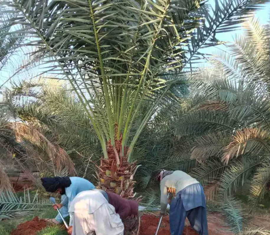 نخل للبيع جثايث نقايل فروخ