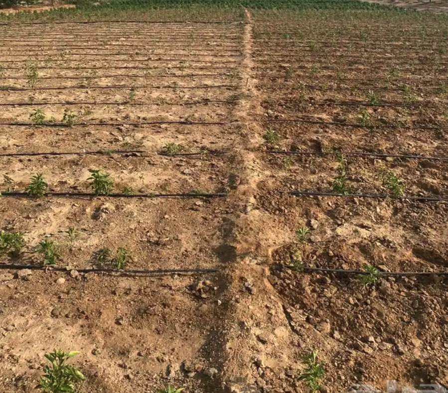 مزرعة و استراحة للإيجار السنوي