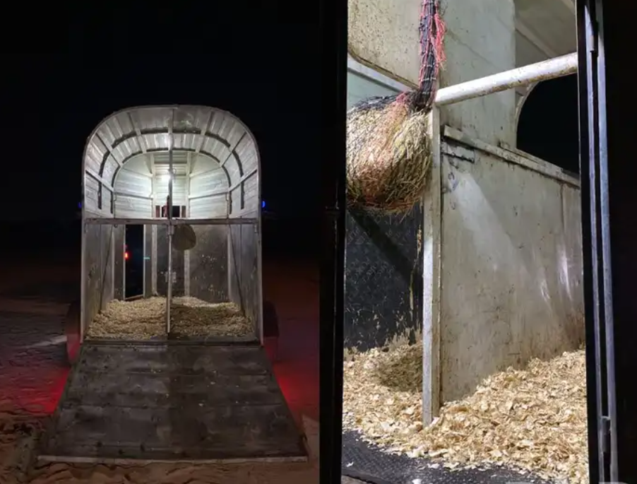 عربة ل نقل الخيل .