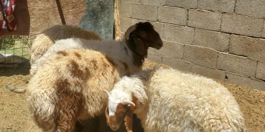 5 خرفان ورخلة اضاحي