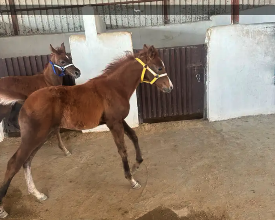 فرس شعبيه تحتها مهره