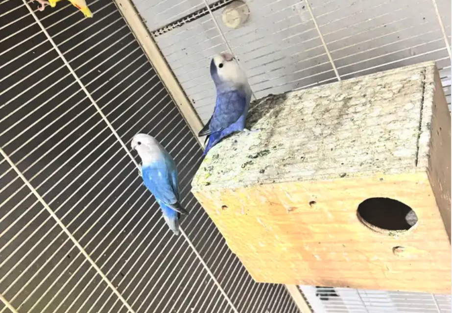 ثلاث طيور روز