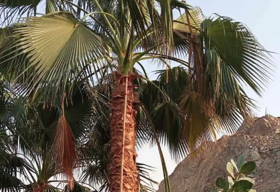 نخل بجميع انواعه ومقاساته زينه وعربي