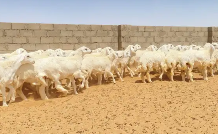 رخال حريات حرش صنف 74 راس