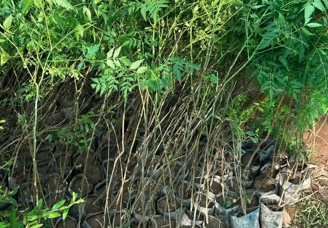 عرض شتلات الجمله 5000 شتله بريال و30 هلله شامل التوصيل 1.30