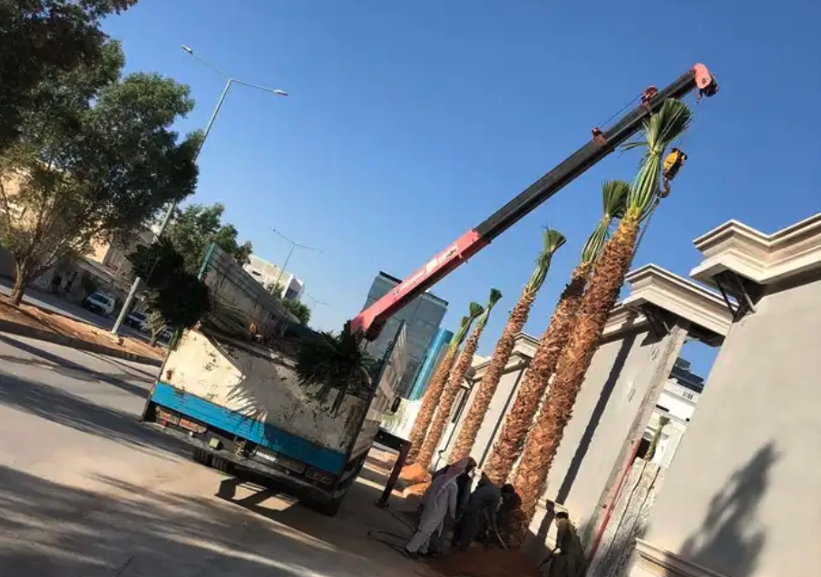 نخيل واشنطني ونخيل عربي