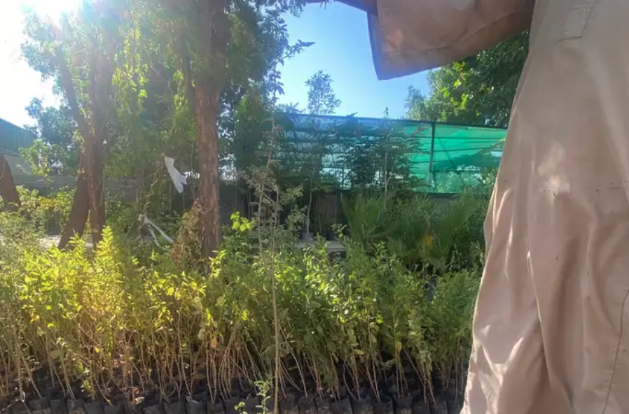 اشجار شوكيات( طلح -سدر -قرض -سمر )