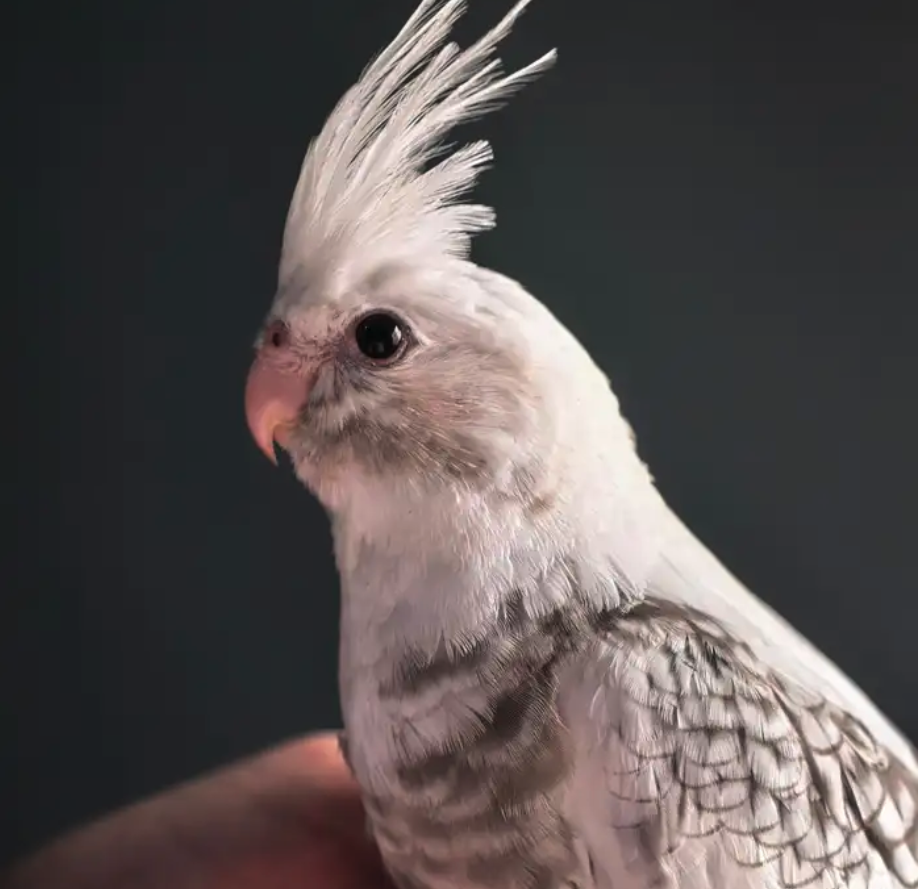 فروخ كوكتيل هولندي وايت فيس بيرل بايد