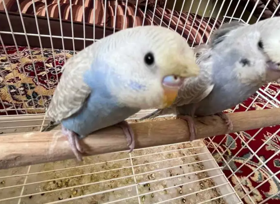 طيور الحب
