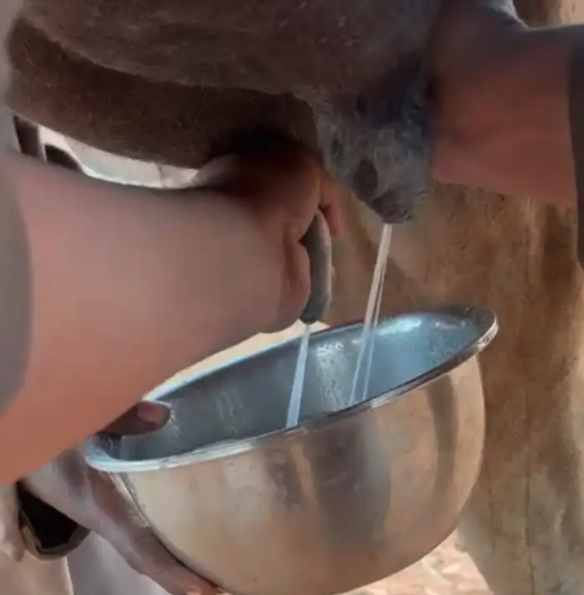 خفوت خلفه صفرا البيع بدون بنتها