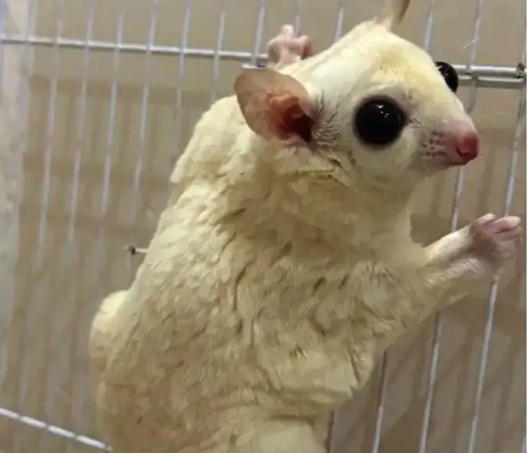 زوج سناجب شوقر قلايدير اليفه وتاكل من اليد