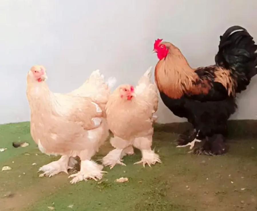 طقم براهما امريكي ملكي صنف مميز