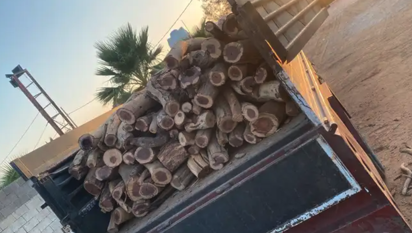 حطب أفريقي سمر