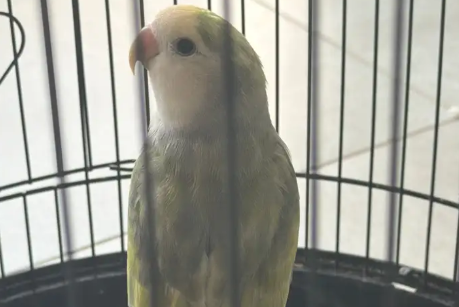 روز لونه مميز