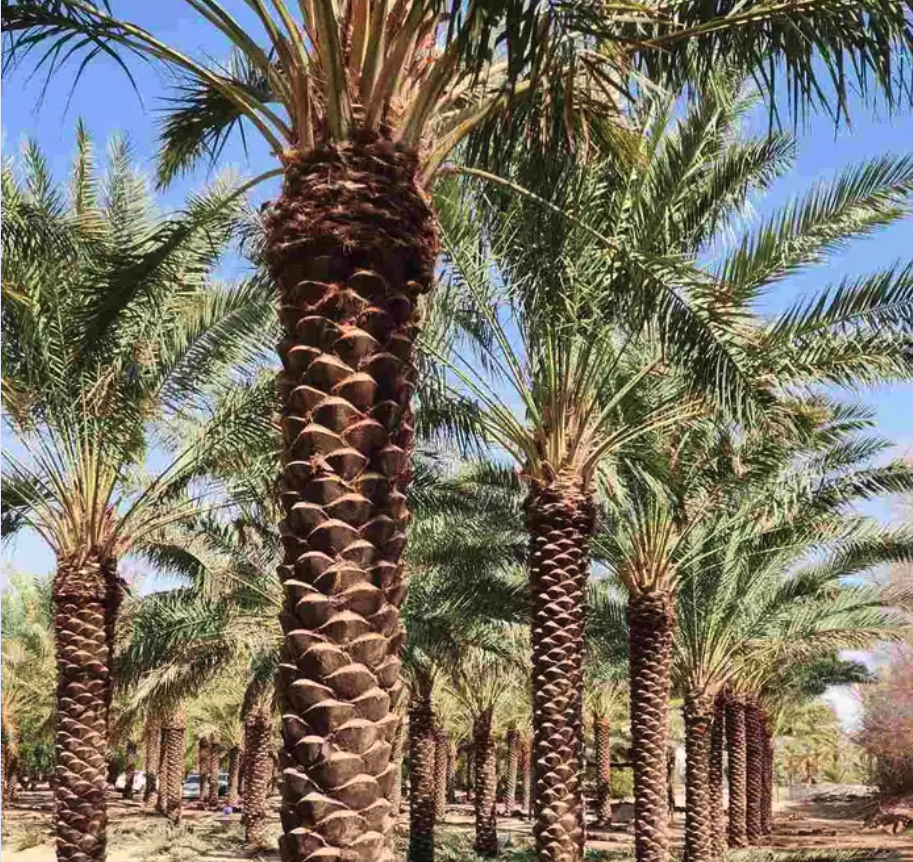 متوفرجميع انواع أنخيل للبيع