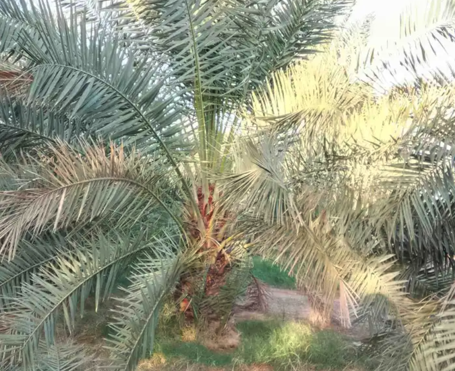 نخل للبيع جثايث نقايل فروخ