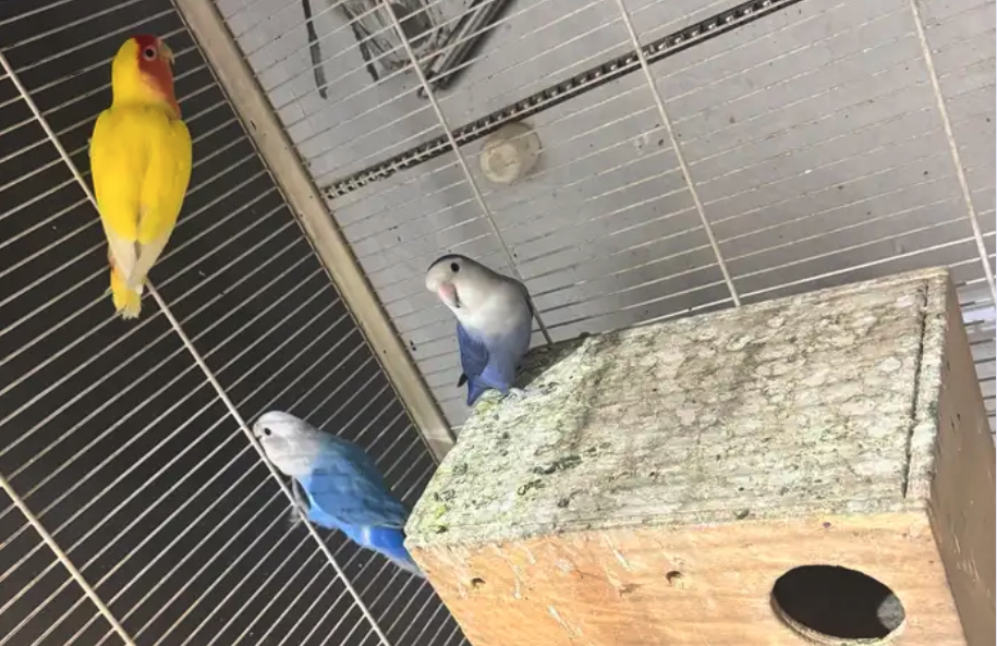 ثلاث طيور روز