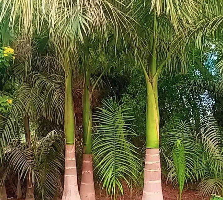 يوجد لدينا نخل ملوكي في جده بجميع المقاسات