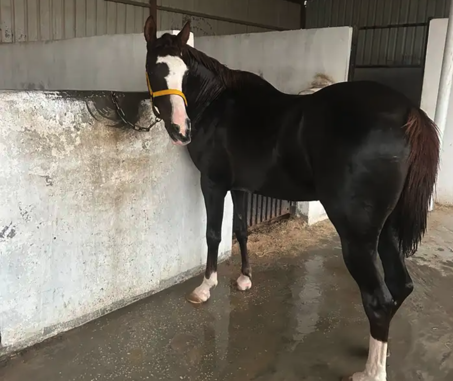 فرس شعبيه تحتها مهره