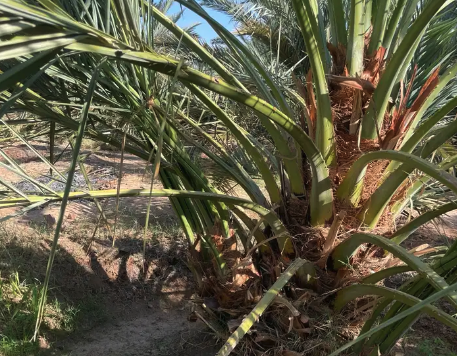 فسائل اصنى نخل عجوه