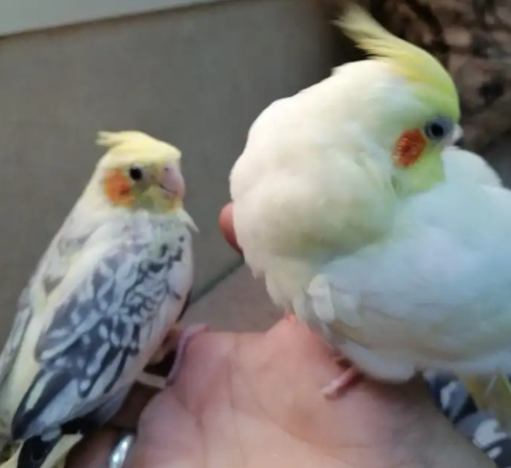 كروانات متكلمه اليفه وهدد ومنتجه