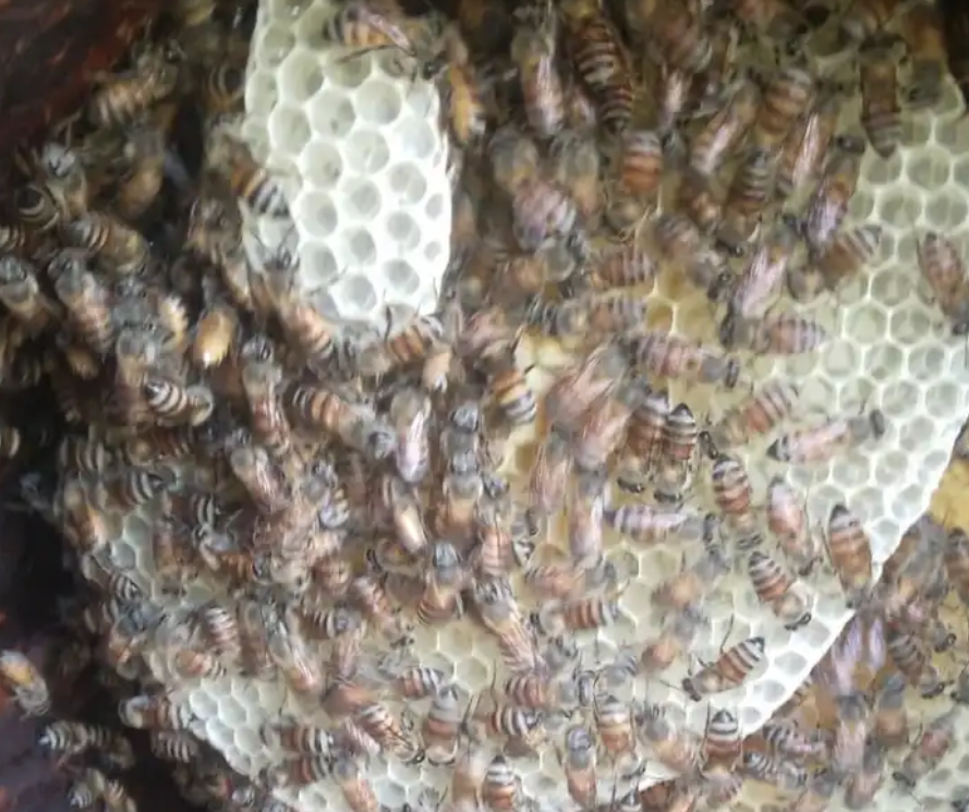 نحل بلدي عسال للبيع للتواصل